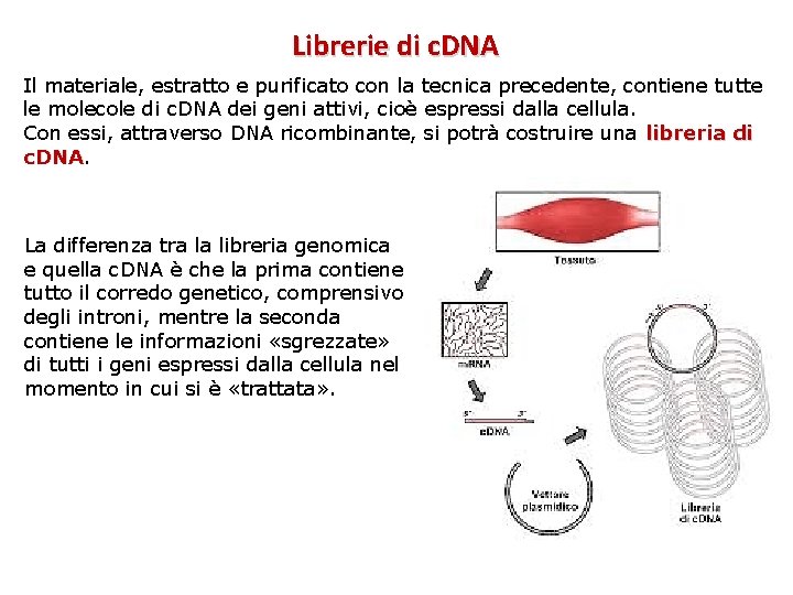 Librerie di c. DNA Il materiale, estratto e purificato con la tecnica precedente, contiene