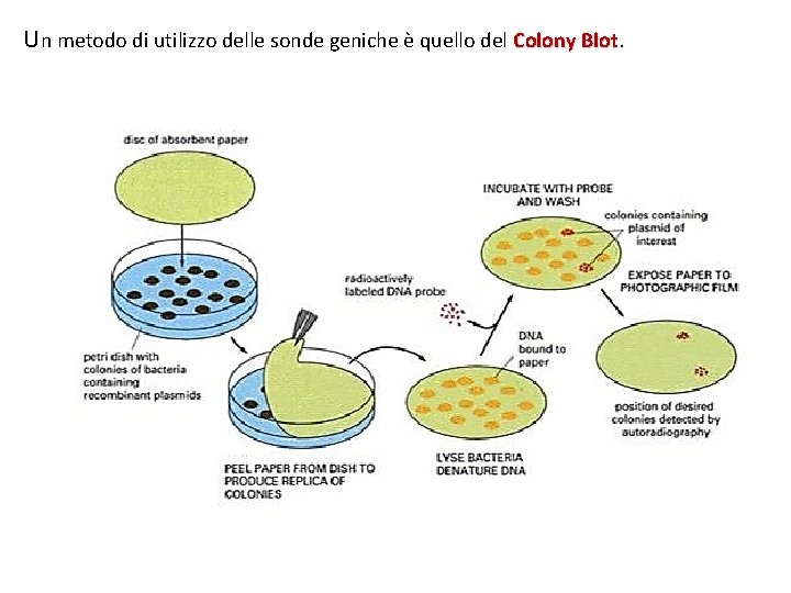 Un metodo di utilizzo delle sonde geniche è quello del Colony Blot 