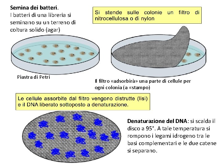 Semina dei batteri. I batteri di una libreria si seminano su un terreno di