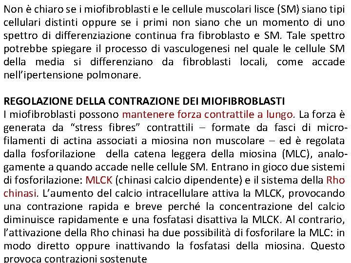 Non è chiaro se i miofibroblasti e le cellule muscolari lisce (SM) siano tipi