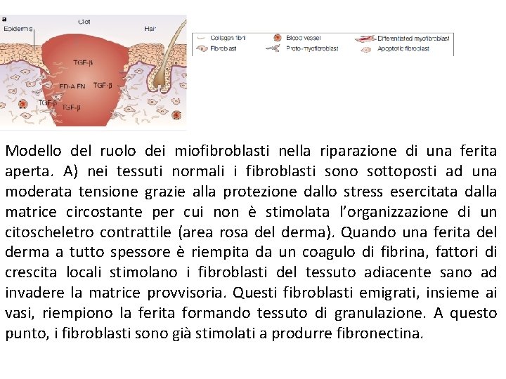 Modello del ruolo dei miofibroblasti nella riparazione di una ferita aperta. A) nei tessuti