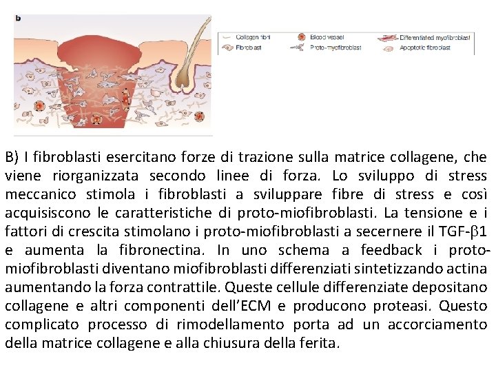 B) I fibroblasti esercitano forze di trazione sulla matrice collagene, che viene riorganizzata secondo