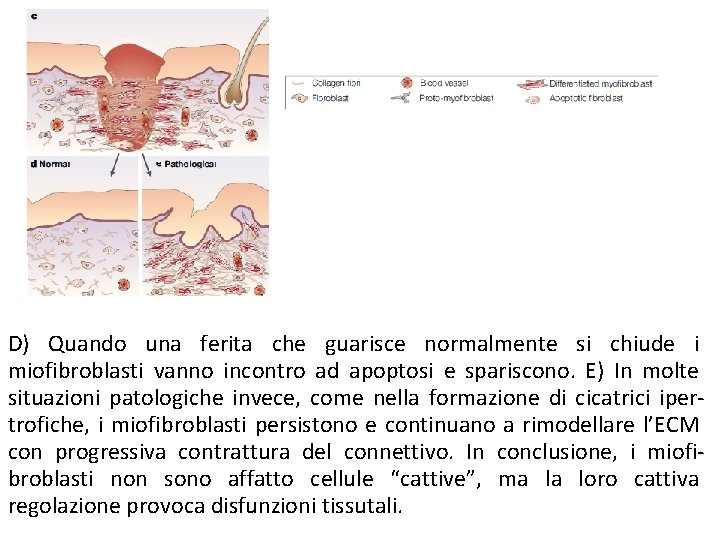 D) Quando una ferita che guarisce normalmente si chiude i miofibroblasti vanno incontro ad