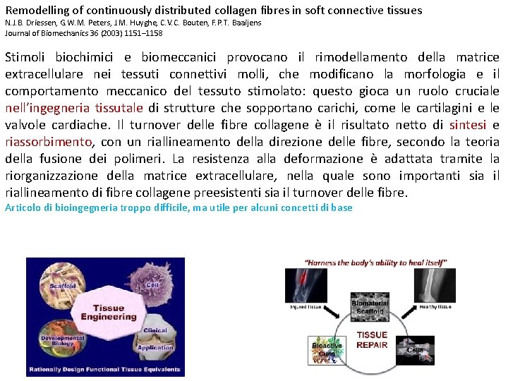 Remodelling of continuously distributed collagen ﬁbres in soft connective tissues N. J. B. Driessen,