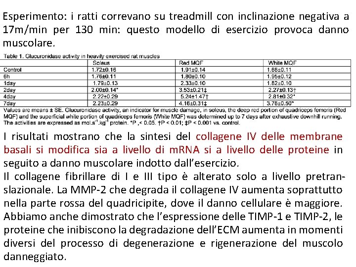 Esperimento: i ratti correvano su treadmill con inclinazione negativa a 17 m/min per 130