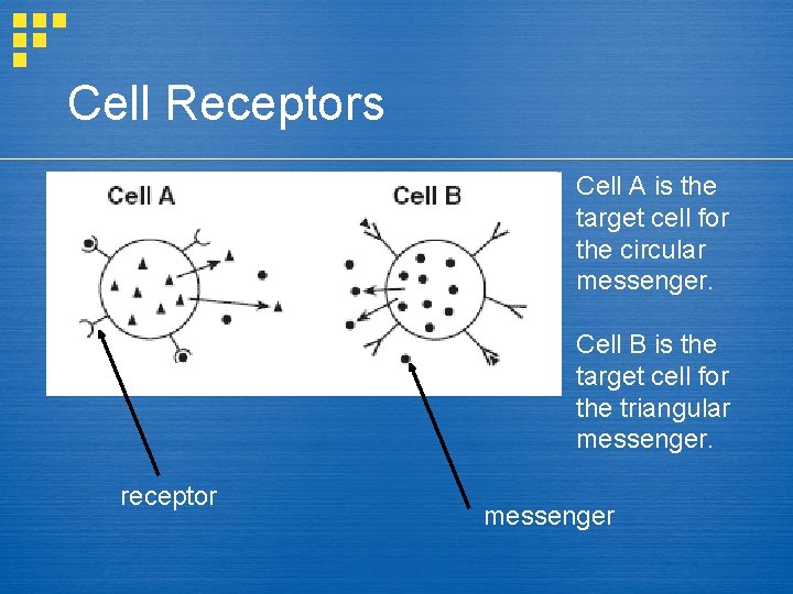 Cell Receptors Cell A is the target cell for the circular messenger. Cell B