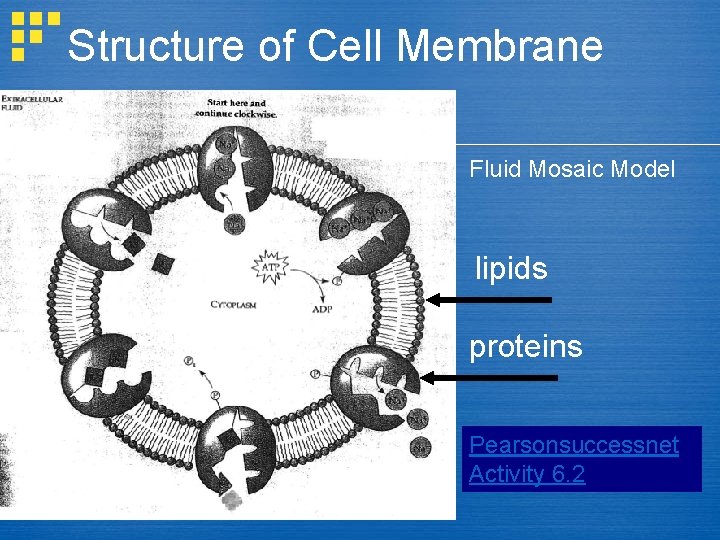 Structure of Cell Membrane Fluid Mosaic Model lipids proteins Pearsonsuccessnet Activity 6. 2 
