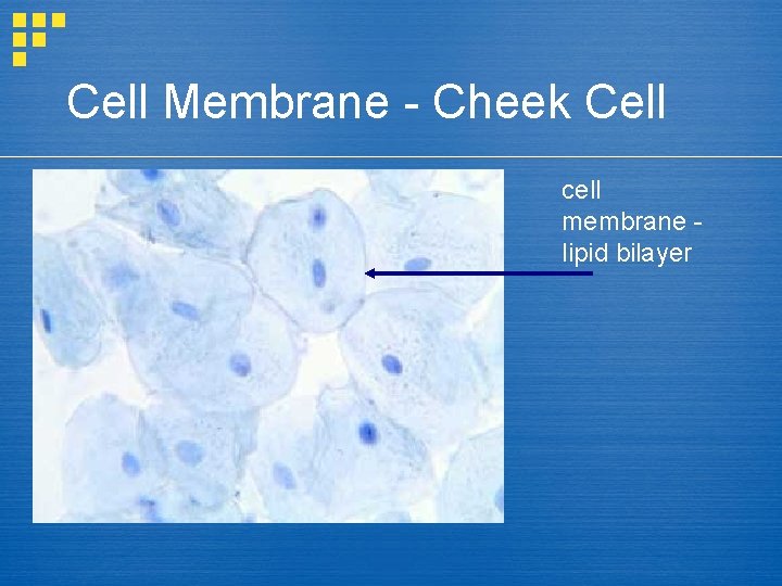 Cell Membrane - Cheek Cell cell membrane lipid bilayer 