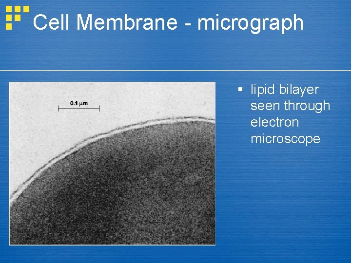 Cell Membrane - micrograph § lipid bilayer seen through electron microscope 
