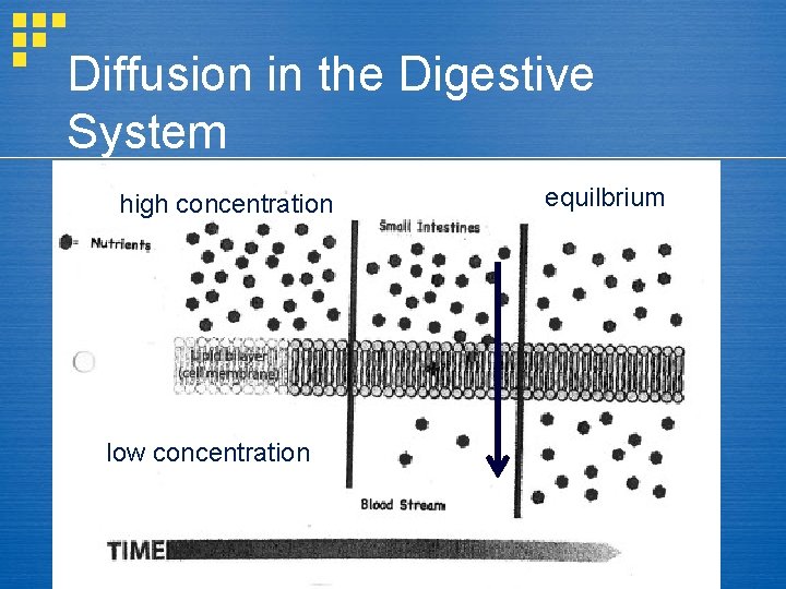 Diffusion in the Digestive System high concentration low concentration equilbrium 