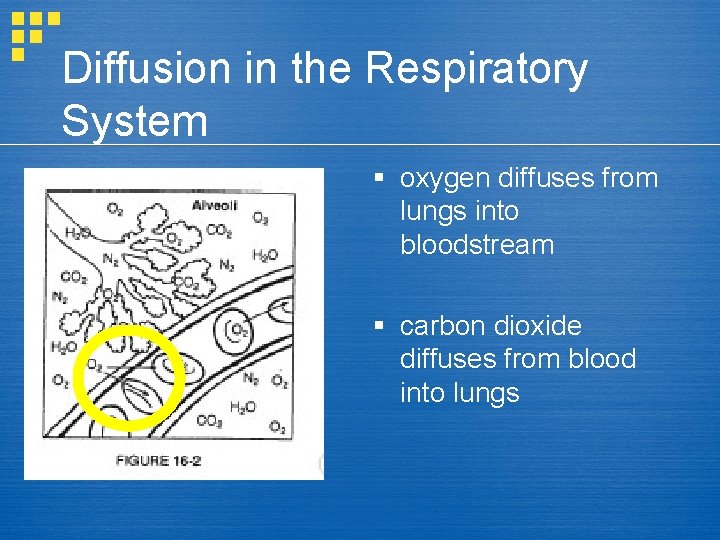 Diffusion in the Respiratory System § oxygen diffuses from lungs into bloodstream § carbon