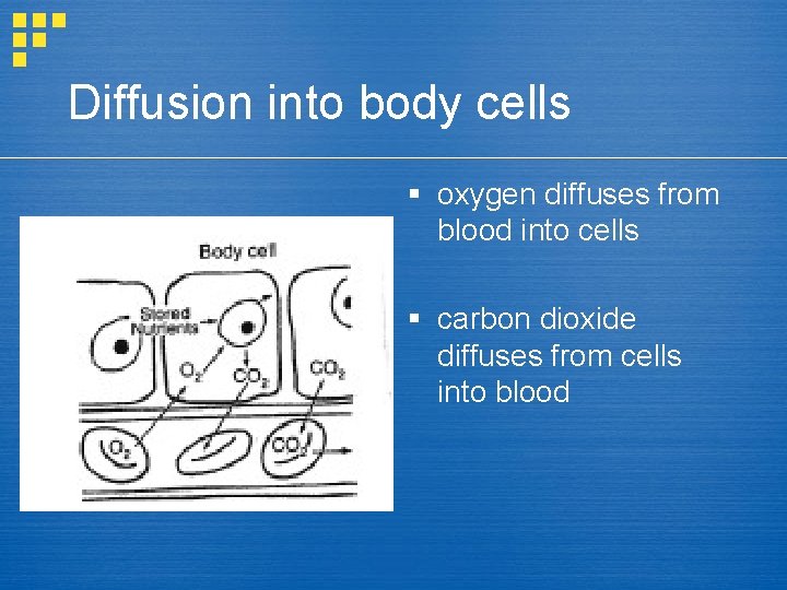 Diffusion into body cells § oxygen diffuses from blood into cells § carbon dioxide