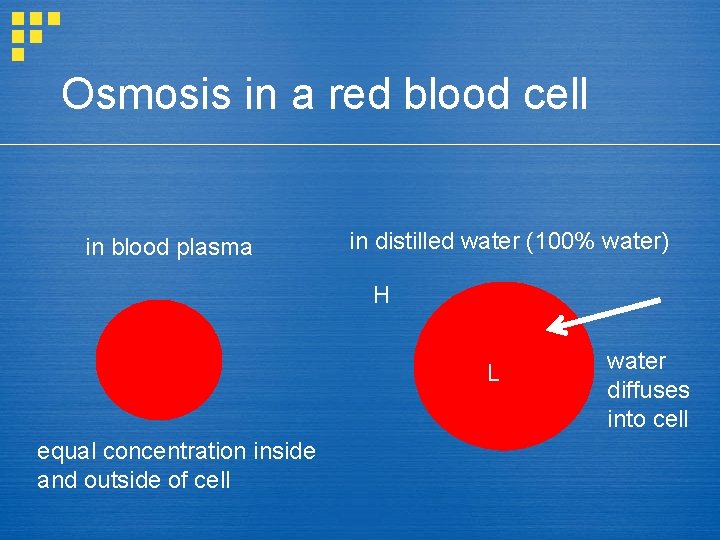 Osmosis in a red blood cell in blood plasma in distilled water (100% water)