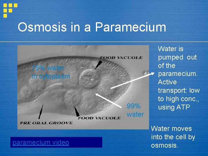 Osmosis in a Paramecium 75% water in cytoplasm 99% water paramecium video Water is