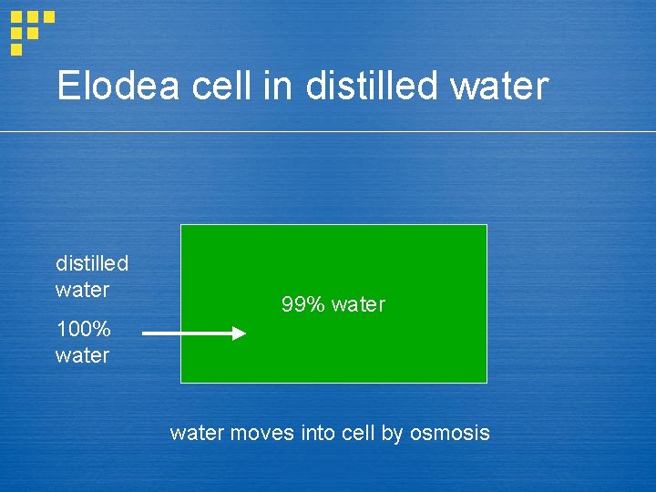 Elodea cell in distilled water 99% water 100% water moves into cell by osmosis