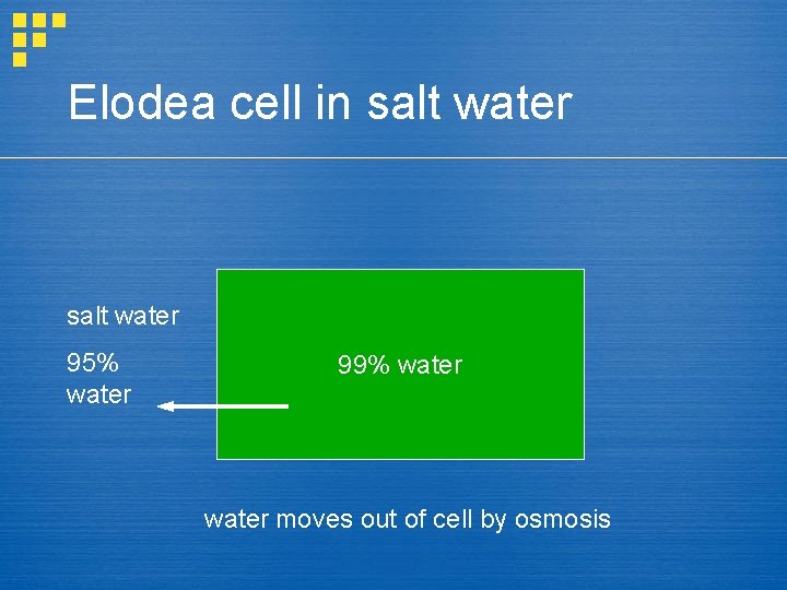 Elodea cell in salt water 95% water 99% water moves out of cell by