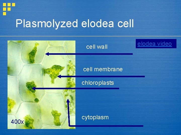 Plasmolyzed elodea cell wall cell membrane chloroplasts 400 x cytoplasm elodea video 