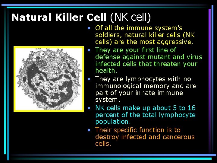 Natural Killer Cell (NK cell) • Of all the immune system's soldiers, natural killer