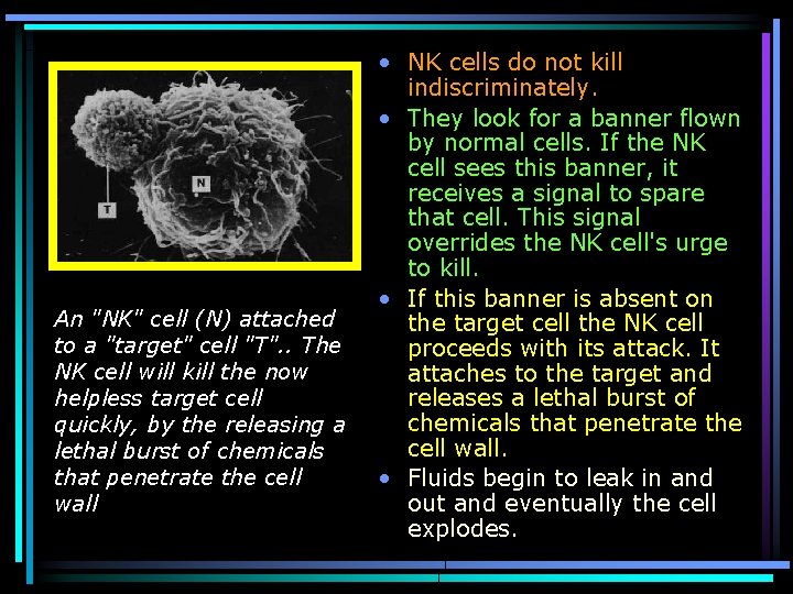 An "NK" cell (N) attached to a "target" cell "T". . The NK cell