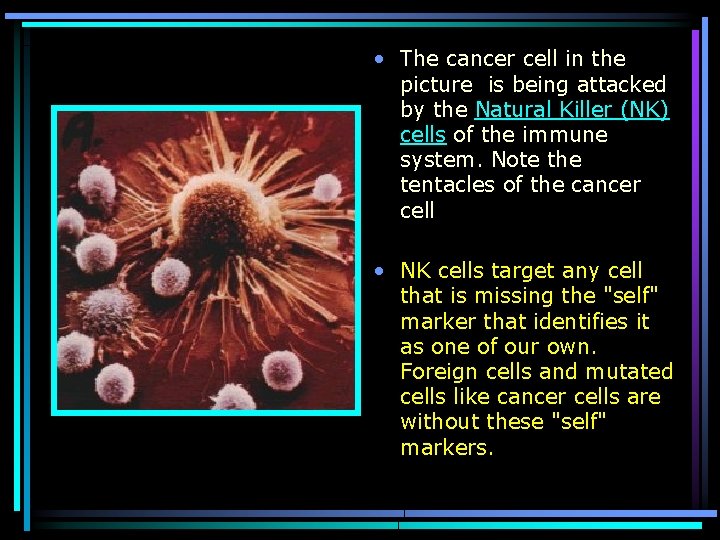  • The cancer cell in the picture is being attacked by the Natural