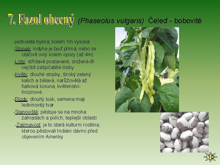 (Phaseolus vulgaris) Čeleď - bobovité -jednoletá bylina; kolem 1 m vysoká -Stonek: lodyha je