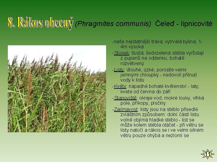 (Phragmites communis) Čeleď - lipnicovité -naše nejstatnější tráva; vytrvalá bylina; 14 m vysoká -Stonek: