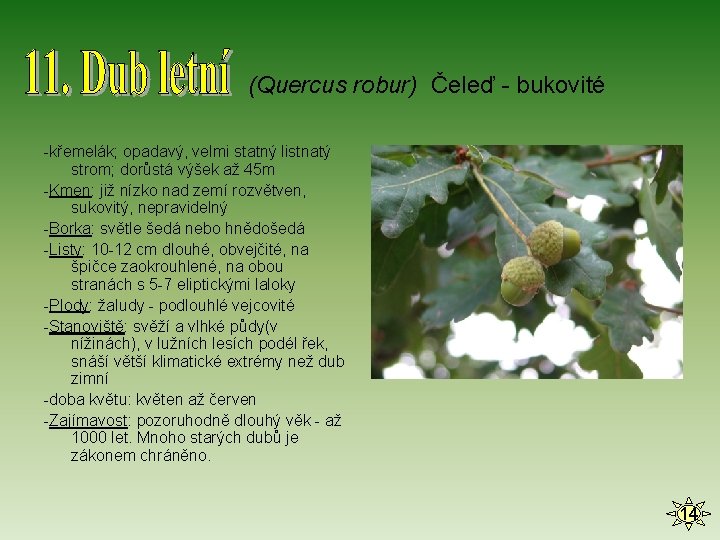 (Quercus robur) Čeleď - bukovité -křemelák; opadavý, velmi statný listnatý strom; dorůstá výšek až