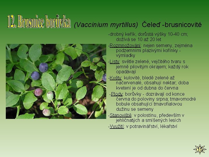 (Vaccinium myrtillus) Čeleď -brusnicovité -drobný keřík, dorůstá výšky 10 -40 cm; dožívá se 10