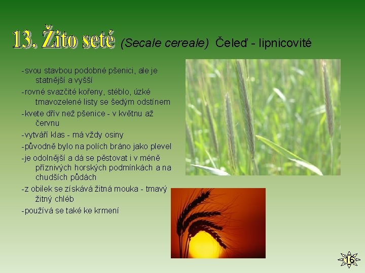 (Secale cereale) Čeleď - lipnicovité -svou stavbou podobné pšenici, ale je statnější a vyšší