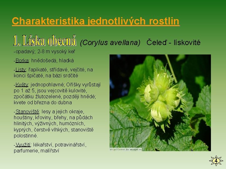 Charakteristika jednotlivých rostlin (Corylus avellana) Čeleď - lískovité -opadavý; 2 -8 m vysoký keř