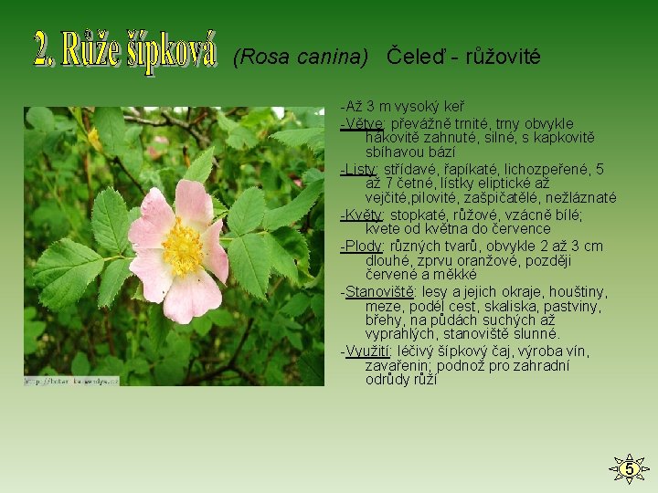 (Rosa canina) Čeleď - růžovité -Až 3 m vysoký keř -Větve: převážně trnité, trny