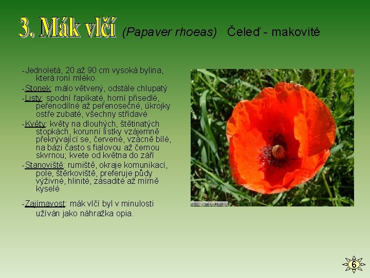 (Papaver rhoeas) Čeleď - makovité -Jednoletá, 20 až 90 cm vysoká bylina, která roní