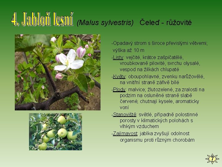 (Malus sylvestris) Čeleď - růžovité -Opadavý strom s široce převislými větvemi; výška až 10