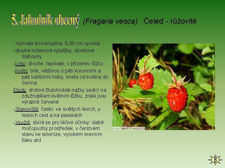 (Fragaria vesca) Čeleď - růžovité -Vytrvalá léčivá bylina; 5 -30 cm vysoká -dlouhé kořenové