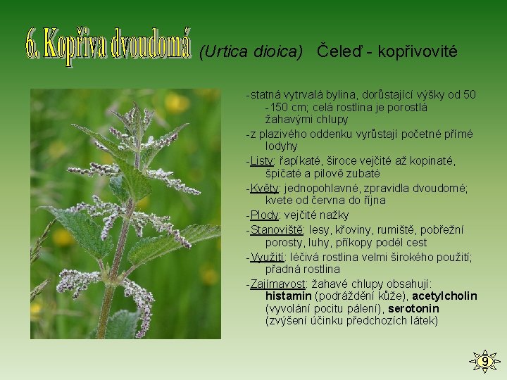 (Urtica dioica) Čeleď - kopřivovité -statná vytrvalá bylina, dorůstající výšky od 50 -150 cm;