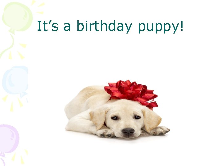 It’s a birthday puppy! 