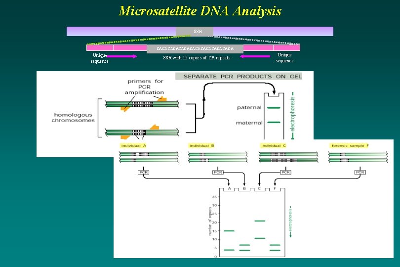 Microsatellite DNA Analysis SSR CACACACACACACA Unique sequence SSR with 15 copies of CA repeats