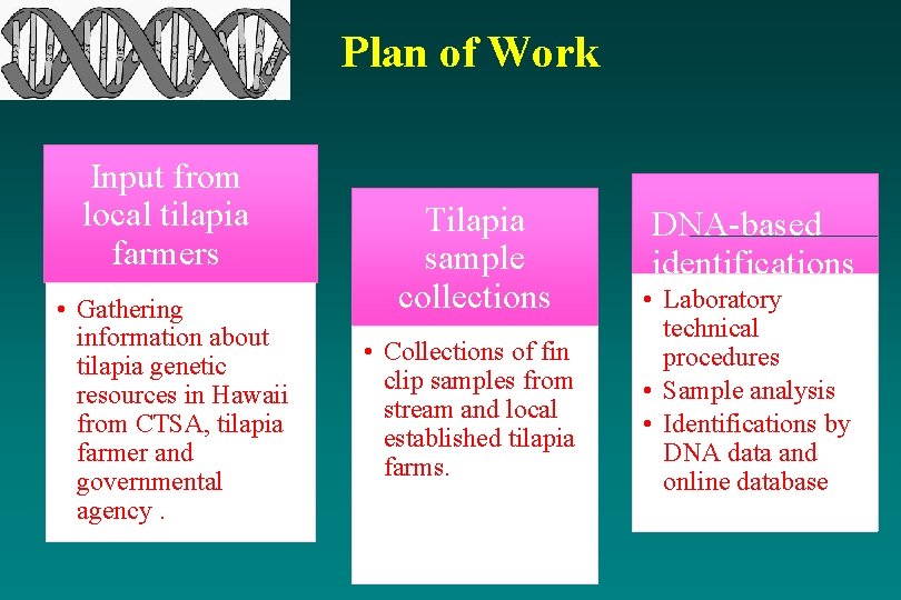 Plan of Work Input from local tilapia farmers • Gathering information about tilapia genetic