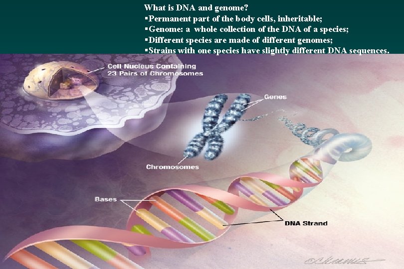 What is DNA and genome? §Permanent part of the body cells, inheritable; §Genome: a