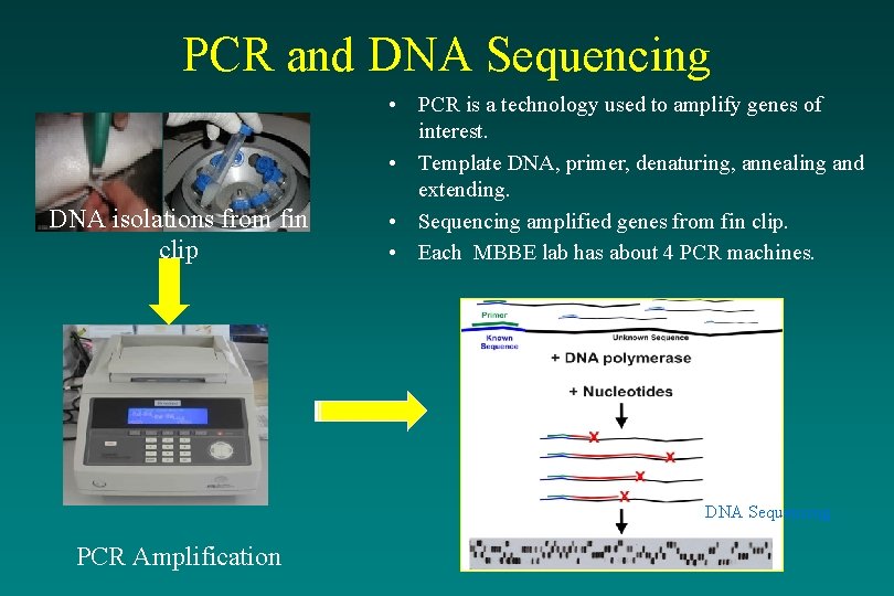 PCR and DNA Sequencing DNA isolations from fin clip • PCR is a technology