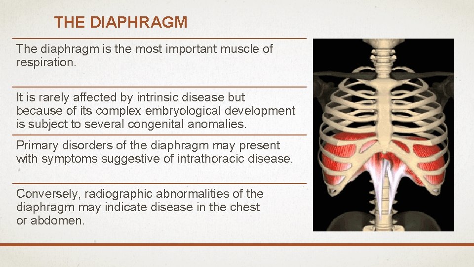 THE DIAPHRAGM The diaphragm is the most important muscle of respiration. It is rarely
