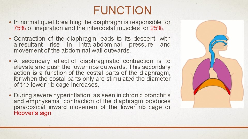 FUNCTION • In normal quiet breathing the diaphragm is responsible for 75% of inspiration