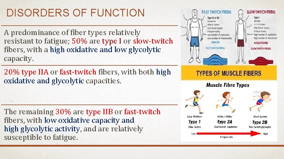 DISORDERS OF FUNCTION A predominance of fiber types relatively resistant to fatigue; 50% are
