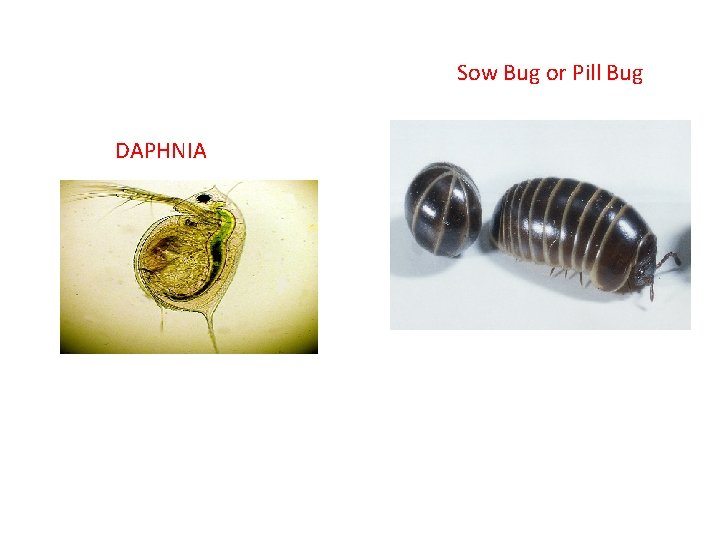 Sow Bug or Pill Bug DAPHNIA 