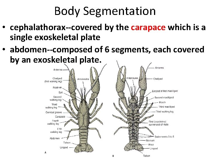 Body Segmentation • cephalathorax--covered by the carapace which is a single exoskeletal plate •