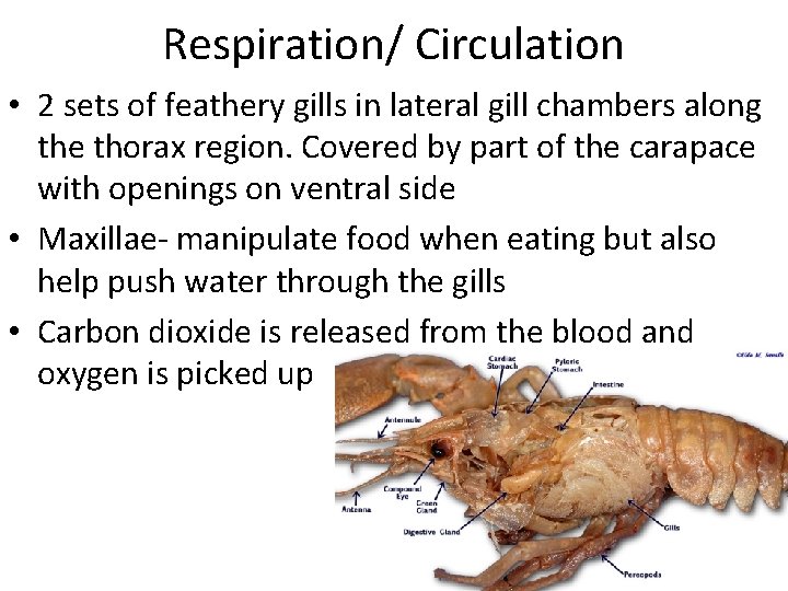 Respiration/ Circulation • 2 sets of feathery gills in lateral gill chambers along the