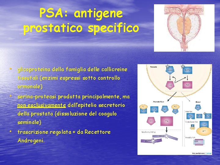 PSA: antigene prostatico specifico • glicoproteina della famiglia delle callicreine tissutali (enzimi espressi sotto