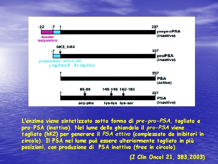 L’enzima viene sintetizzato sotto forma di pre-pro-PSA, tagliato a pro-PSA (inattivo). Nel lume della