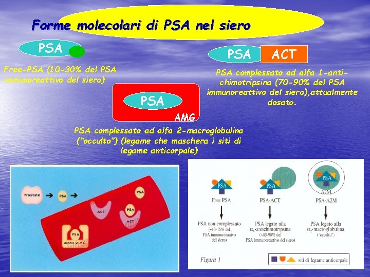 Forme molecolari di PSA nel siero PSA Free-PSA (10 -30% del PSA immunoreattivo del