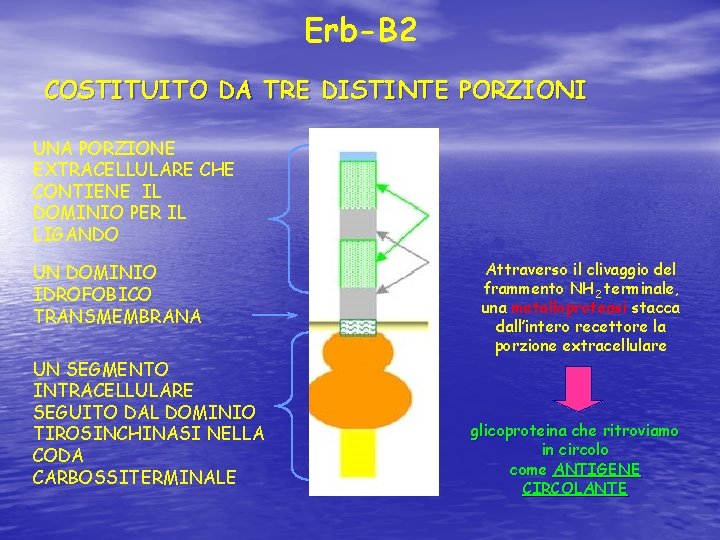 Erb-B 2 COSTITUITO DA TRE DISTINTE PORZIONI UNA PORZIONE EXTRACELLULARE CHE CONTIENE IL DOMINIO